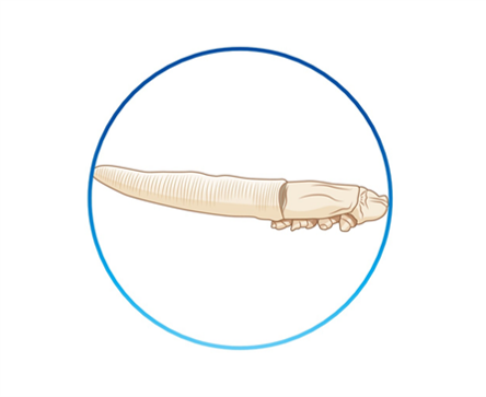 Demodex