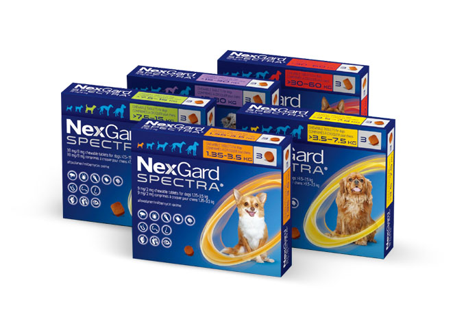 넥스가드 (NexGard)